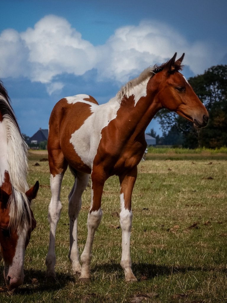 Diverse mooie veulens te koop, aparte verschijningen, Dieren en Toebehoren, Paarden, 0 tot 2 jaar, Onbeleerd, Meerdere dieren