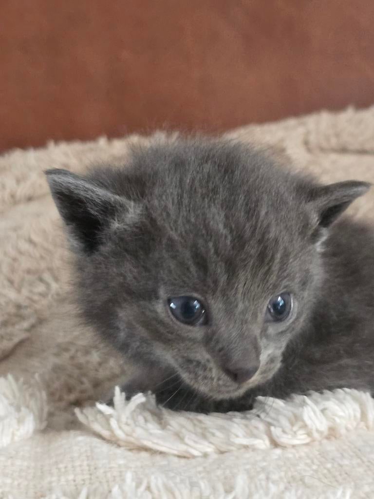 Te koop vijf prachtige kittens