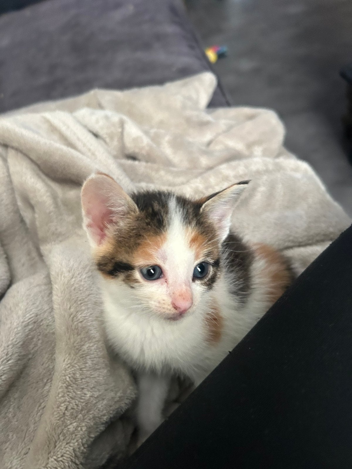 Kittens, Meerdere dieren, Ontwormd