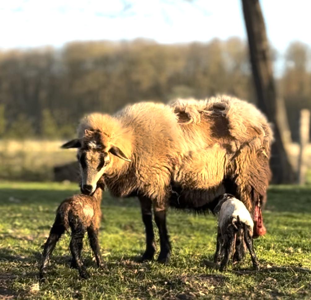 Maasduinen schapen + lammeren te koop, Dieren en Toebehoren, Schapen, Geiten en Varkens, Vrouwelijk, Schaap, 0 tot 2 jaar