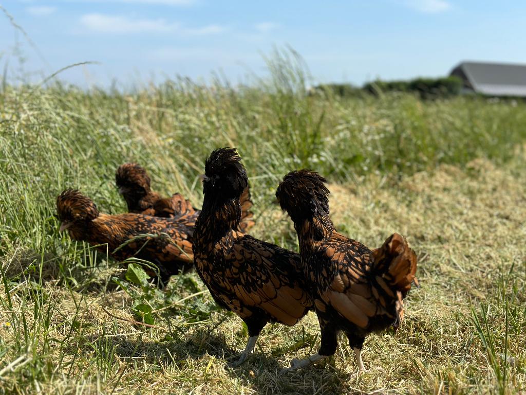 Jonge tamme Padua kriel kippen goudzwart gesekst en ingeënt, Dieren en Toebehoren, Pluimvee, Vrouwelijk, Kip