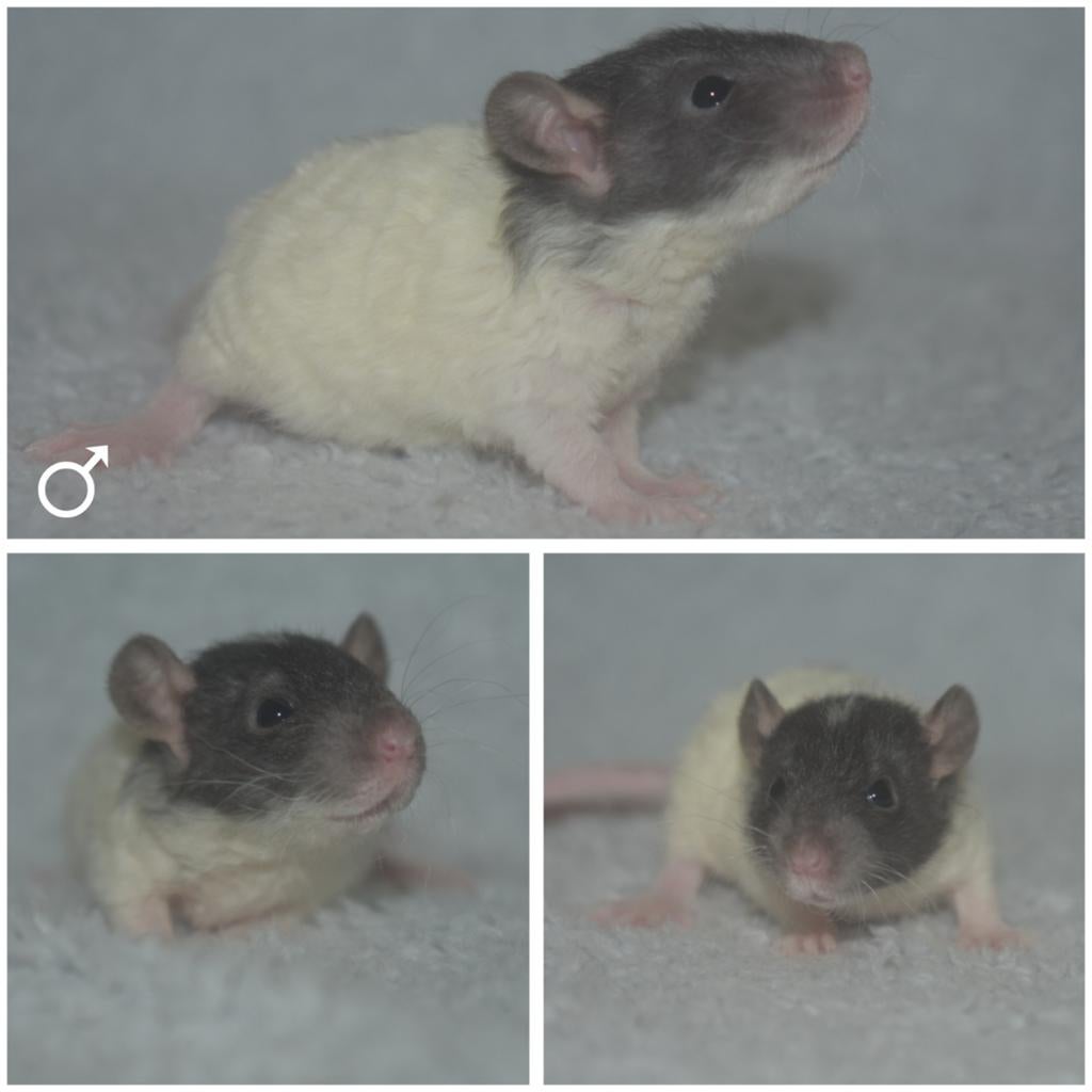 Ratjes,ratten,rittens, Dieren en Toebehoren, Knaagdieren, Rat, April, Meerdere dieren, Tam