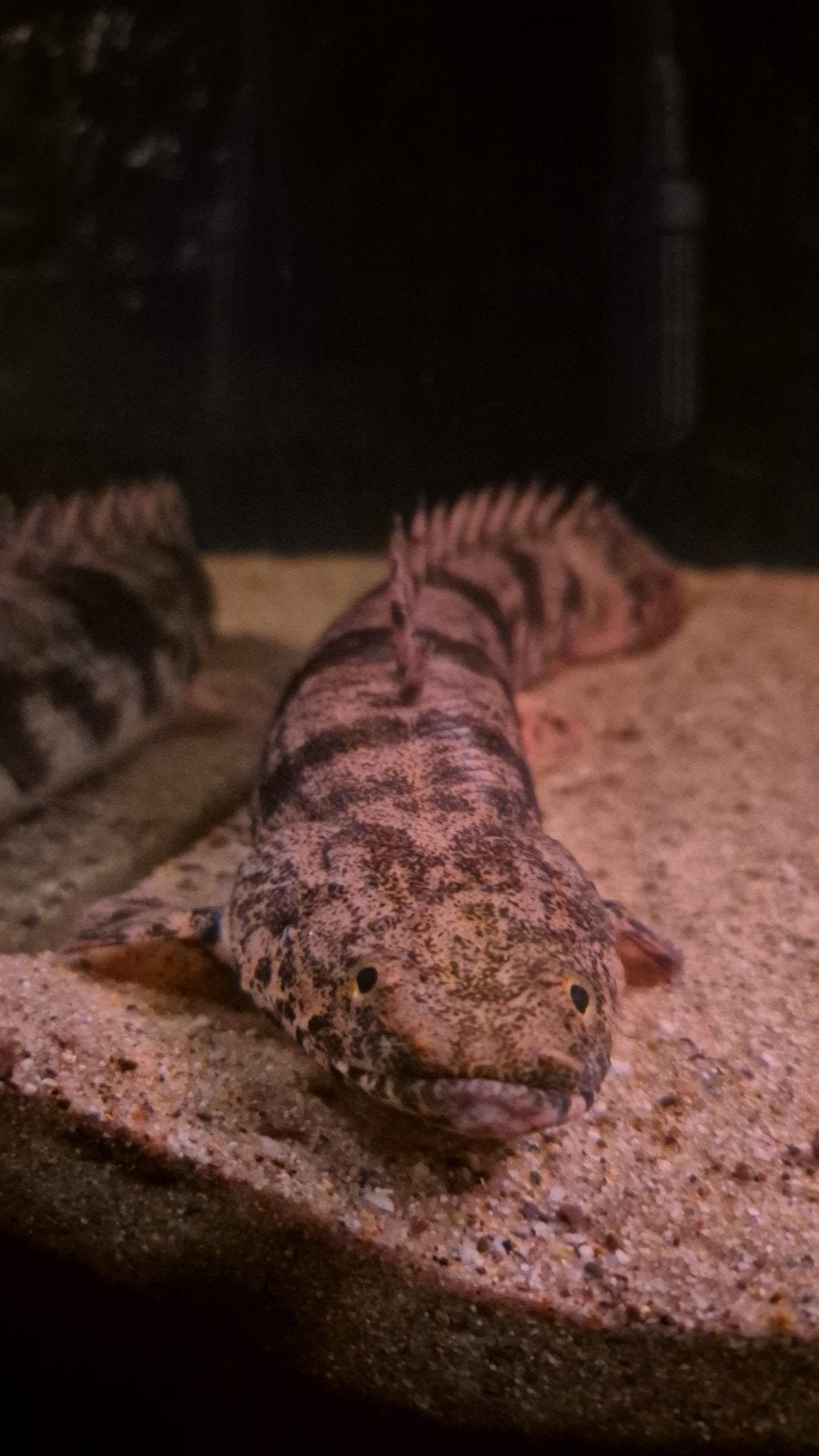 2x Polypterus (kwastvinsnoek), Dieren en Toebehoren, Vis, Zoetwatervis