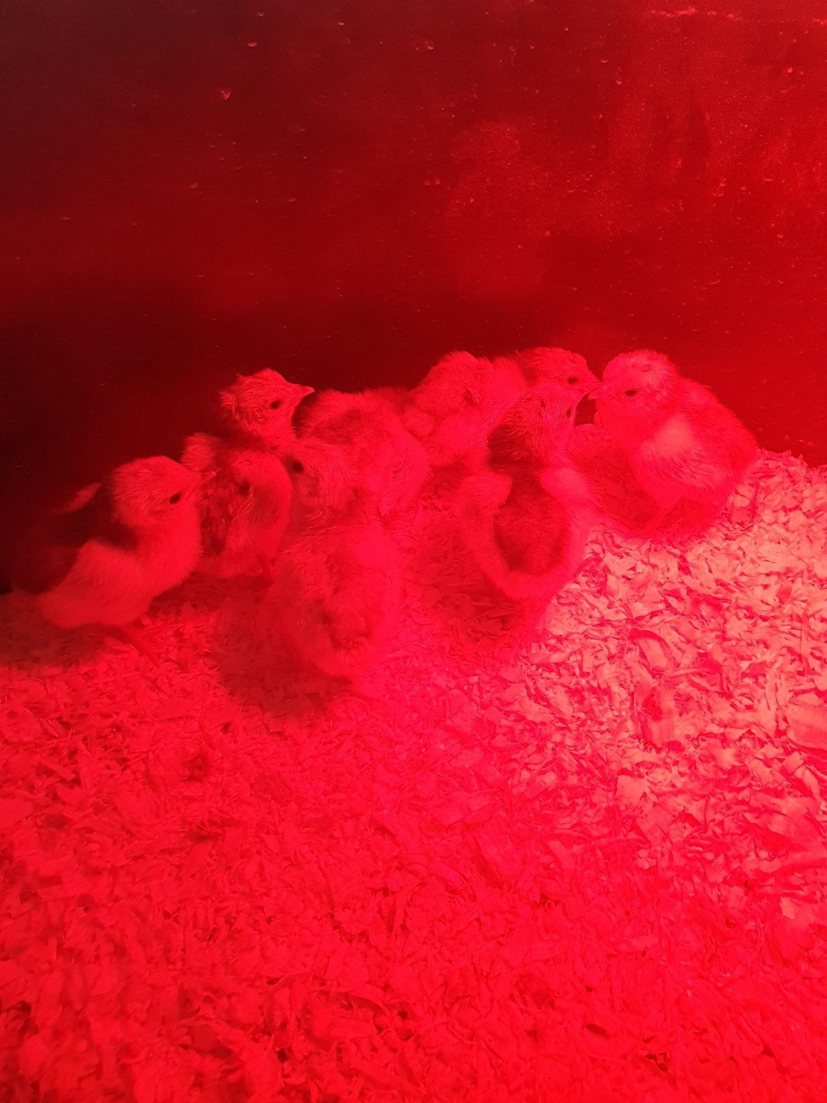 Tekoop 8 lakenvelder kuikens inclusief ringen, Geslacht onbekend, Kip