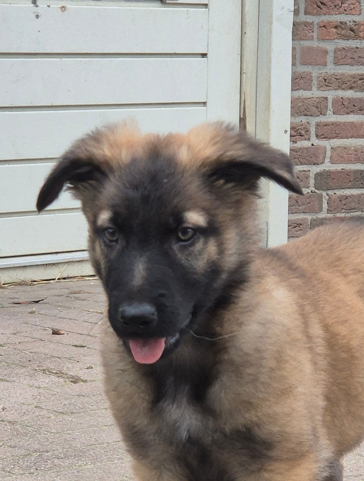 Mechelse herder X Duitse herder pups, CDV (hondenziekte), 8 tot 15 weken, Meerdere, Meerdere dieren