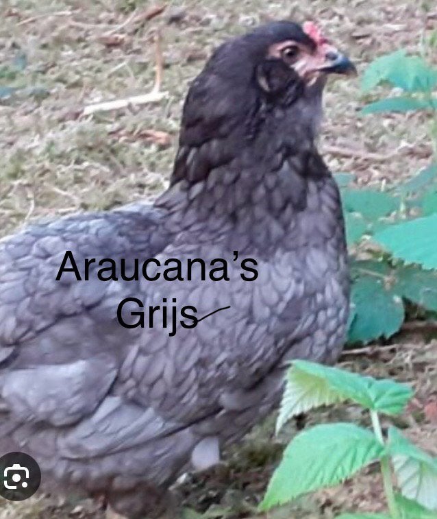 Legbar ,Araucana, Marans, Italienner, zilverhals, Dieren en Toebehoren, Pluimvee, Vrouwelijk, Kip