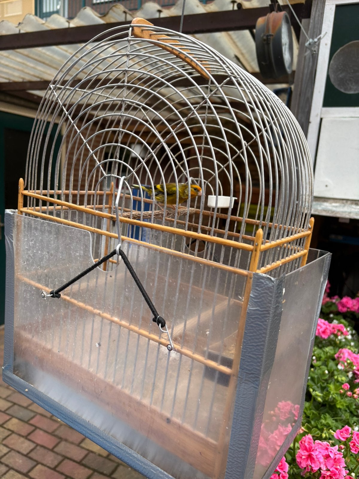 Te koop 2 bastaarden, Mannelijk