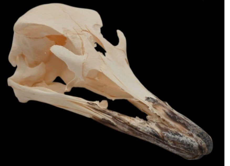 Schedel Struisvogel A KWALITEIT opgezette, Verzamelen, Ophalen of Verzenden, Nieuw, Opgezet dier