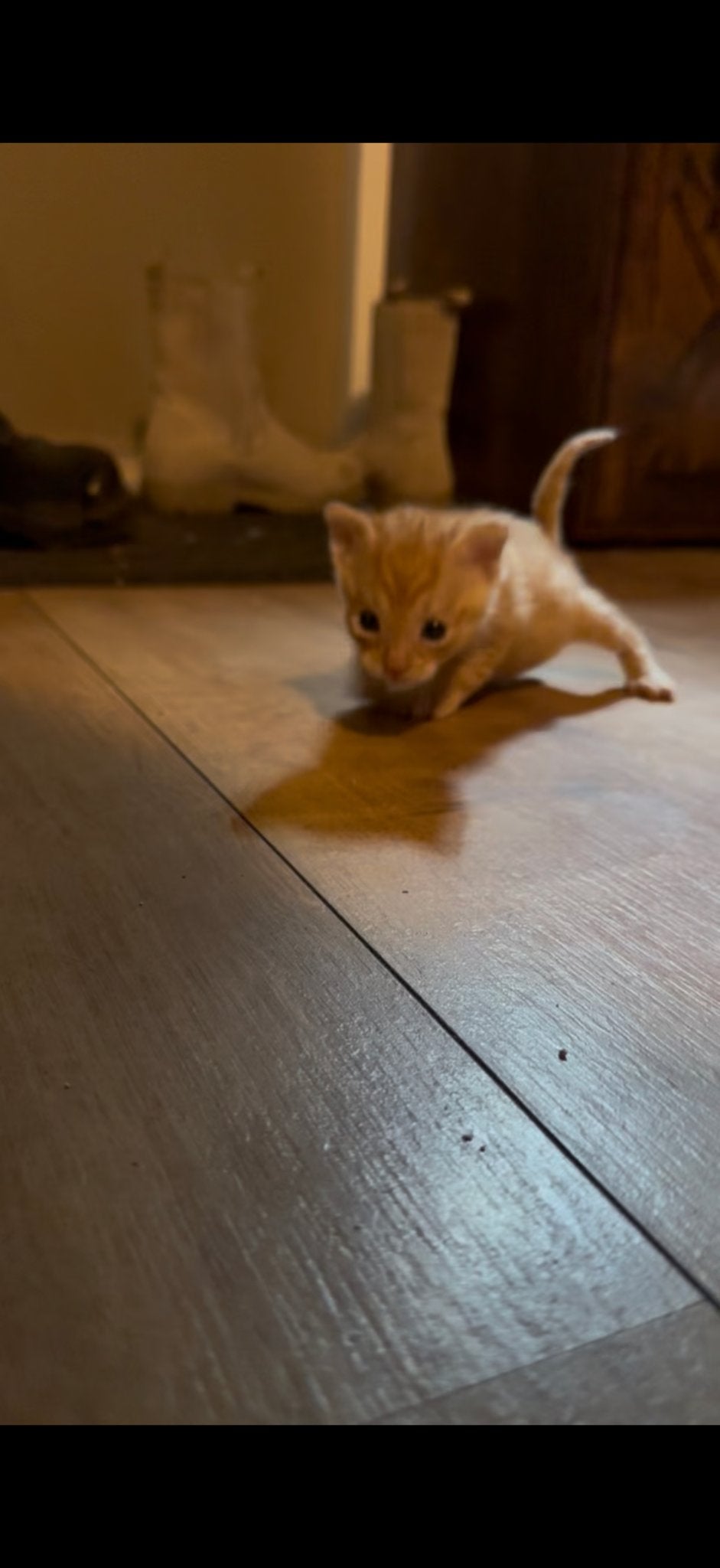 Flessen kitten Guus zoekt een warm huisje, Kater, Kortharig, 0 tot 2 jaar