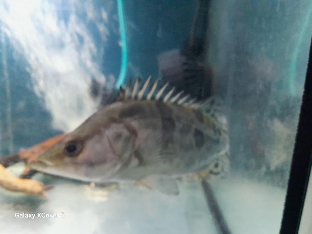 Siniperca chuatsi, Vis