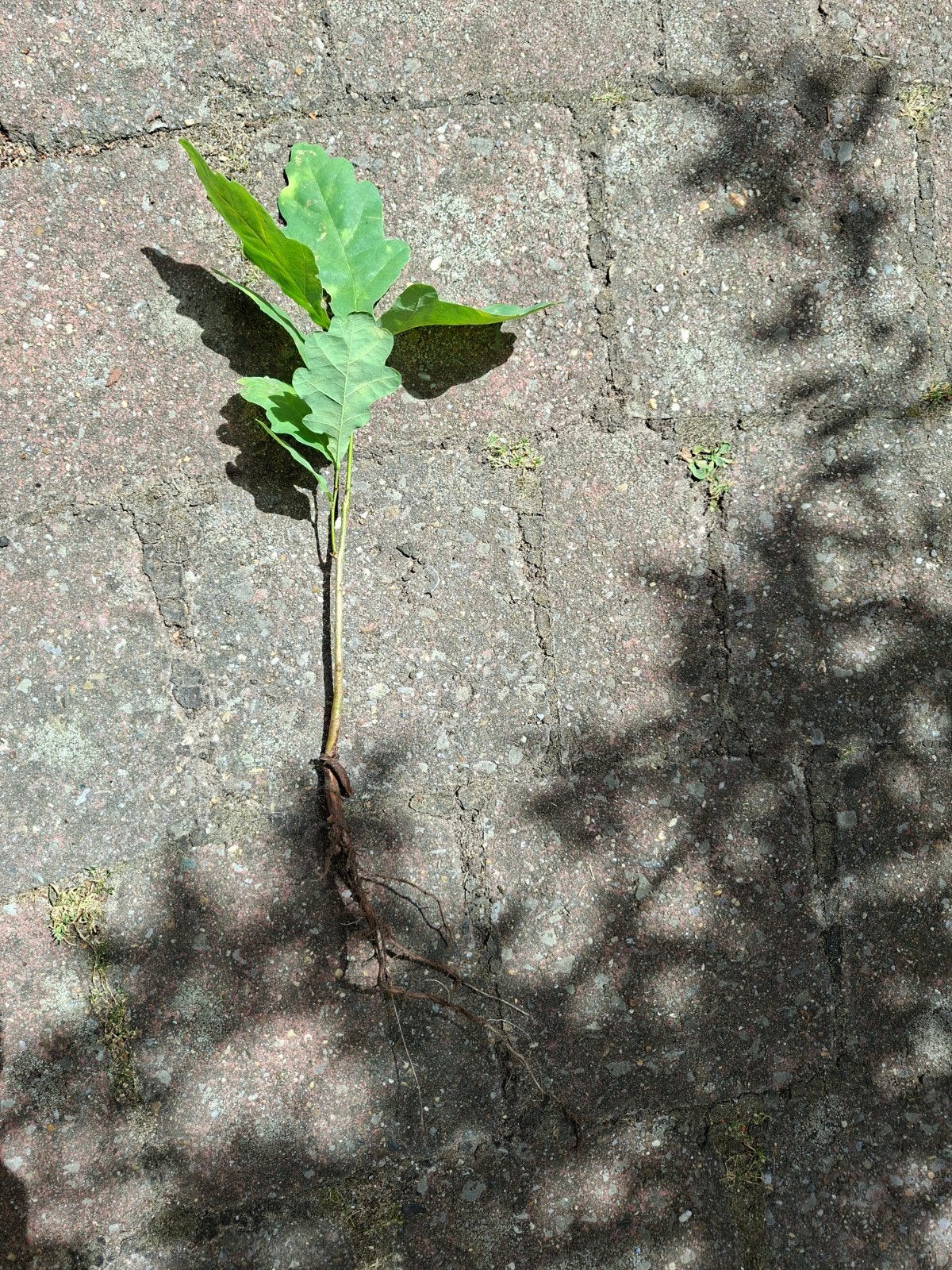 Eikenplantje, Ophalen