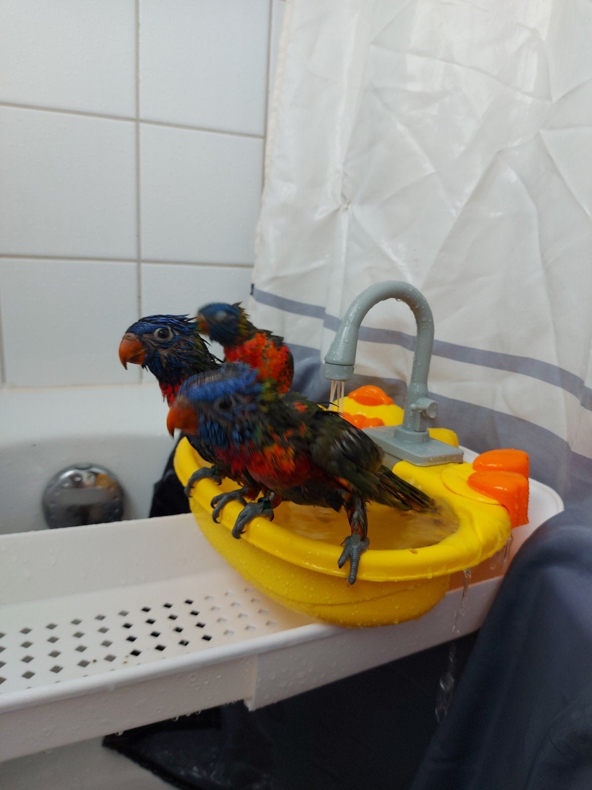 super tamme lori van de blauwe bergen, Dieren en Toebehoren, Vogels | Parkieten en Papegaaien, Meerdere dieren, Parkiet, Geringd