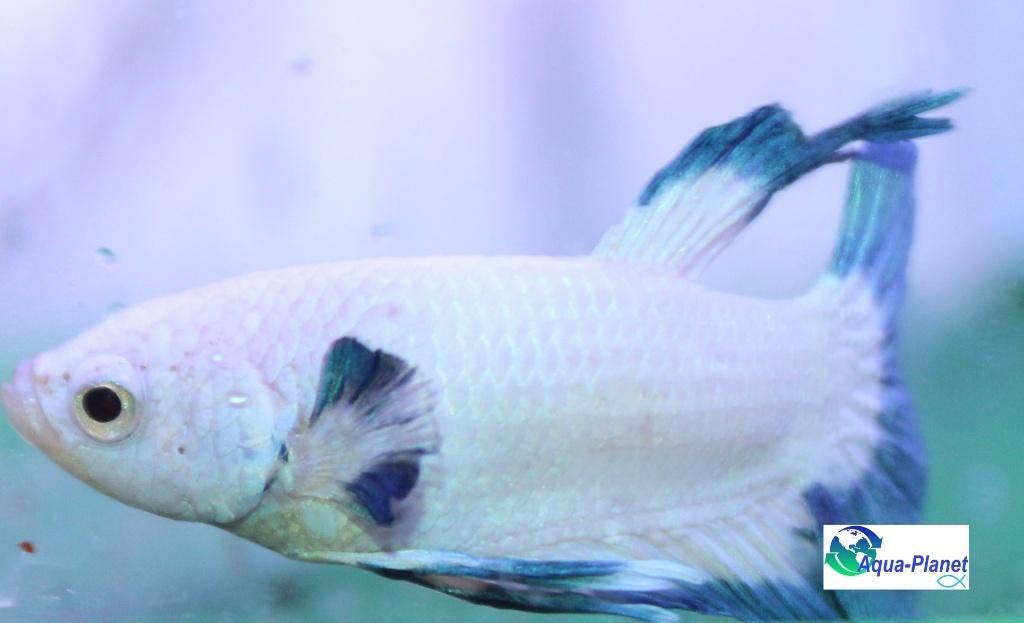 Betta - Blue Panda, Vis, Zoetwatervis