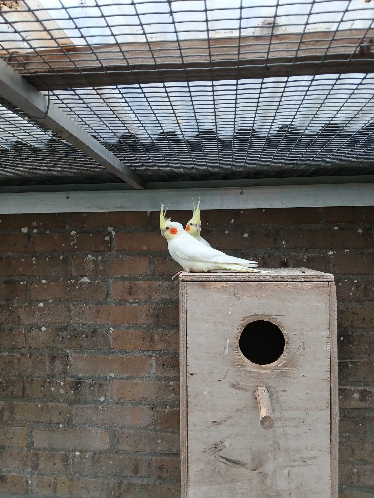 lutino valkparkieten, Dieren en Toebehoren, Vogels | Parkieten en Papegaaien, Geslacht onbekend, Parkiet, Geringd