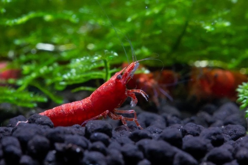Red Fire Shrimp (Cherry Garnalen) – Gezonde aquariumgarnalen, Dieren en Toebehoren