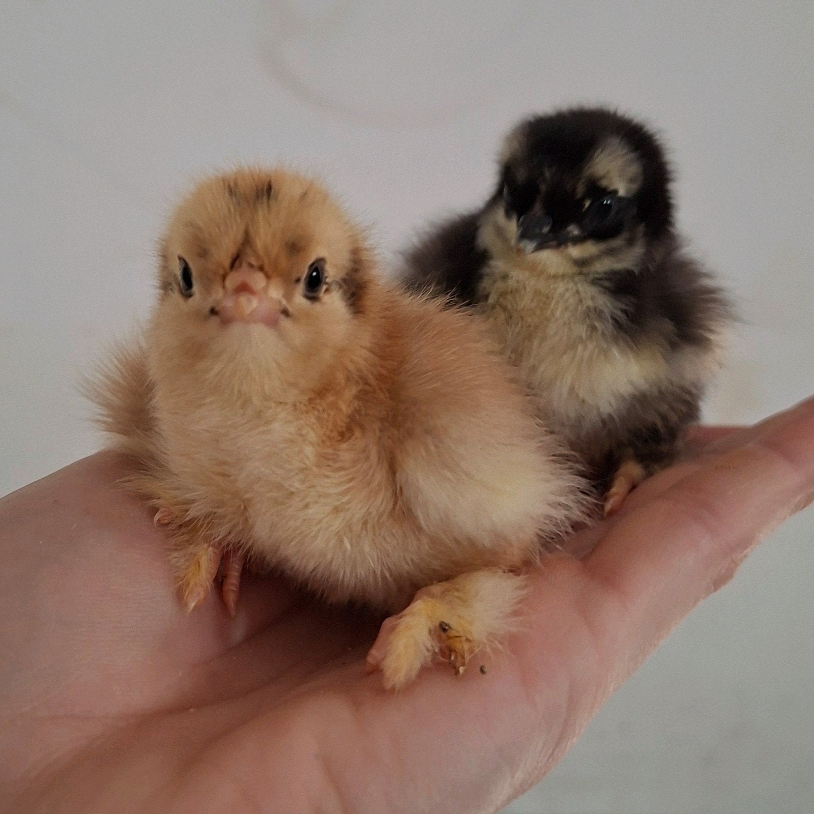 Cochin kriel kuikens, Geslacht onbekend, Kip