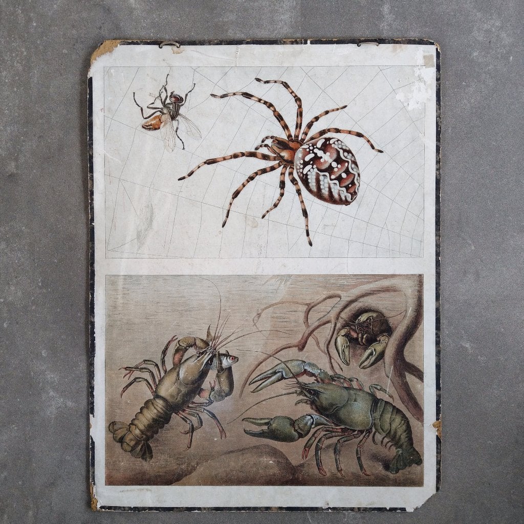 Schoolplaat ‘Spinne und Krebs’ – spin en rivierkreeft 1912, Antiek en Kunst, Ophalen of Verzenden, Natuur en Biologie