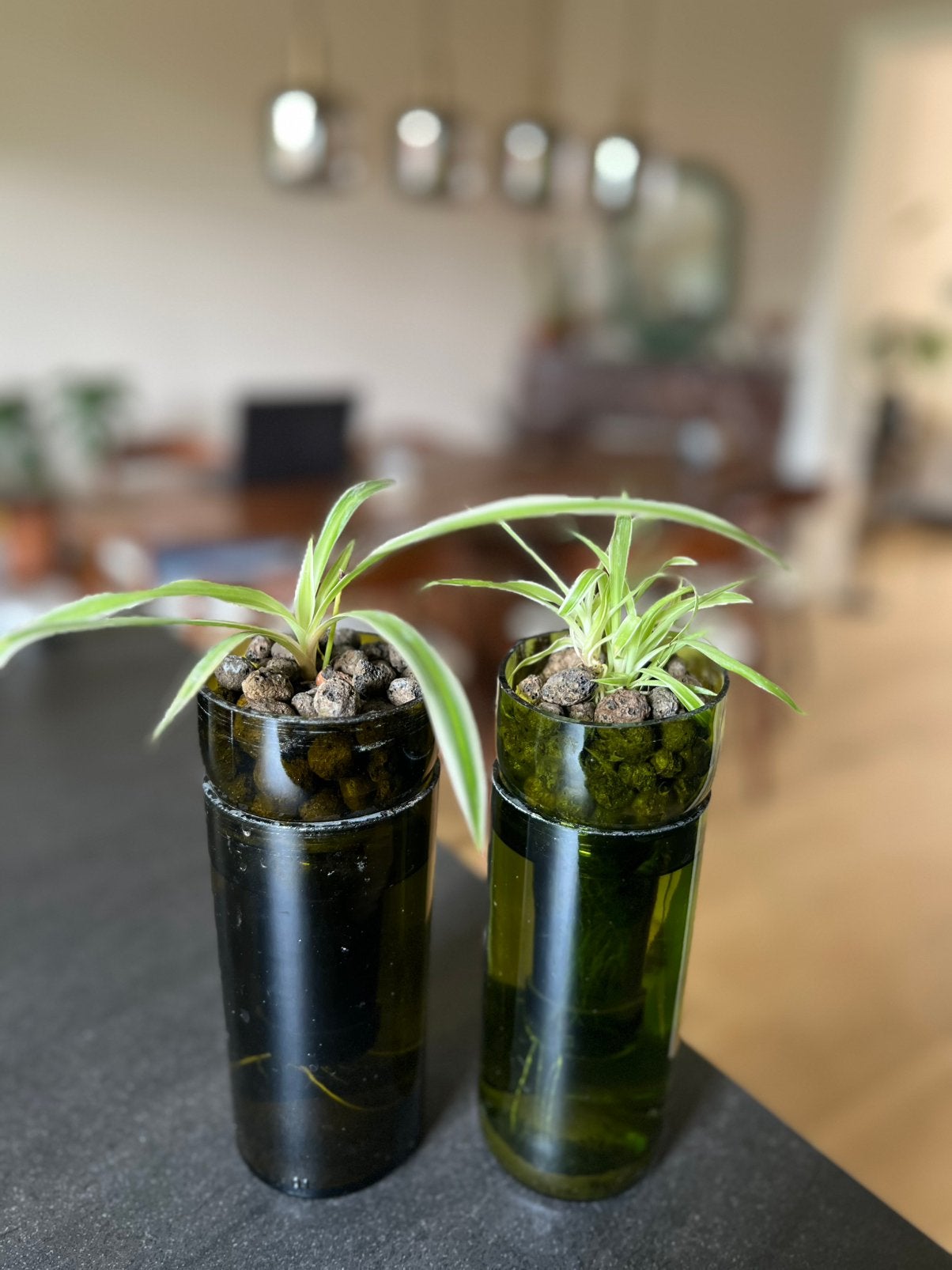 2 plants, Ophalen of Verzenden, Halfschaduw, Minder dan 100 cm