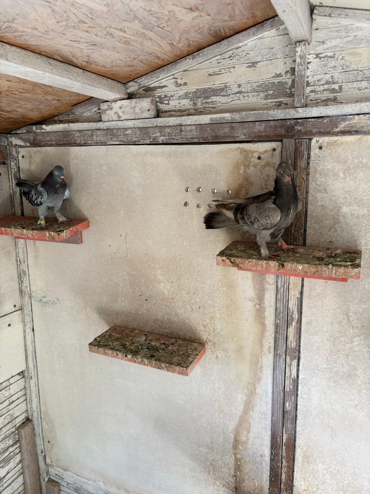 Te koop vijf takla duiven, Meerdere dieren, Postduif