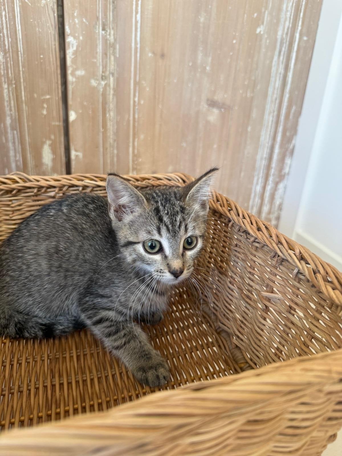 Kittens ragdoll kruising 9 weken oud, Meerdere dieren, Ontwormd, 0 tot 2 jaar