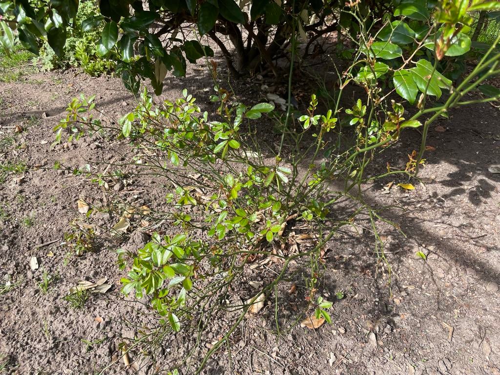 Fairy Roos - Charmante Rozenstruik, Tuin en Terras, Planten | Tuinplanten, Volle zon, Vaste plant, Zomer, Ophalen