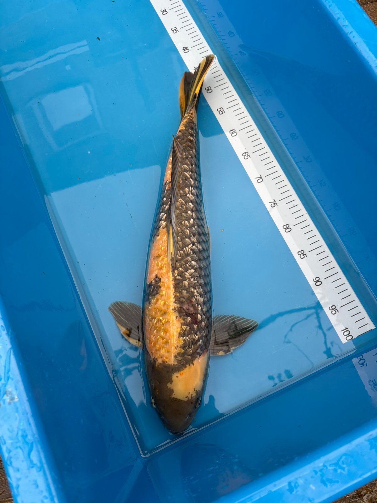 Ginrin Ki Utsuri  koi  65 cm, Dieren en Toebehoren, Karper of Koi