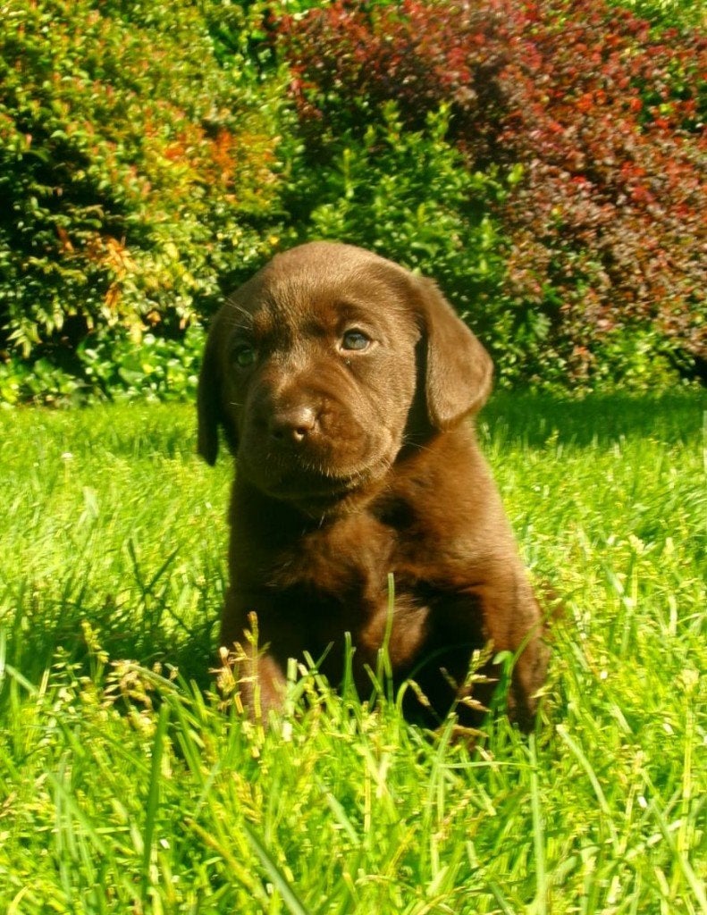 Prachtige bruine labrador pups, Dieren en Toebehoren, Honden | Retrievers, Spaniëls en Waterhonden, Reu, 8 tot 15 weken, Labrador retriever