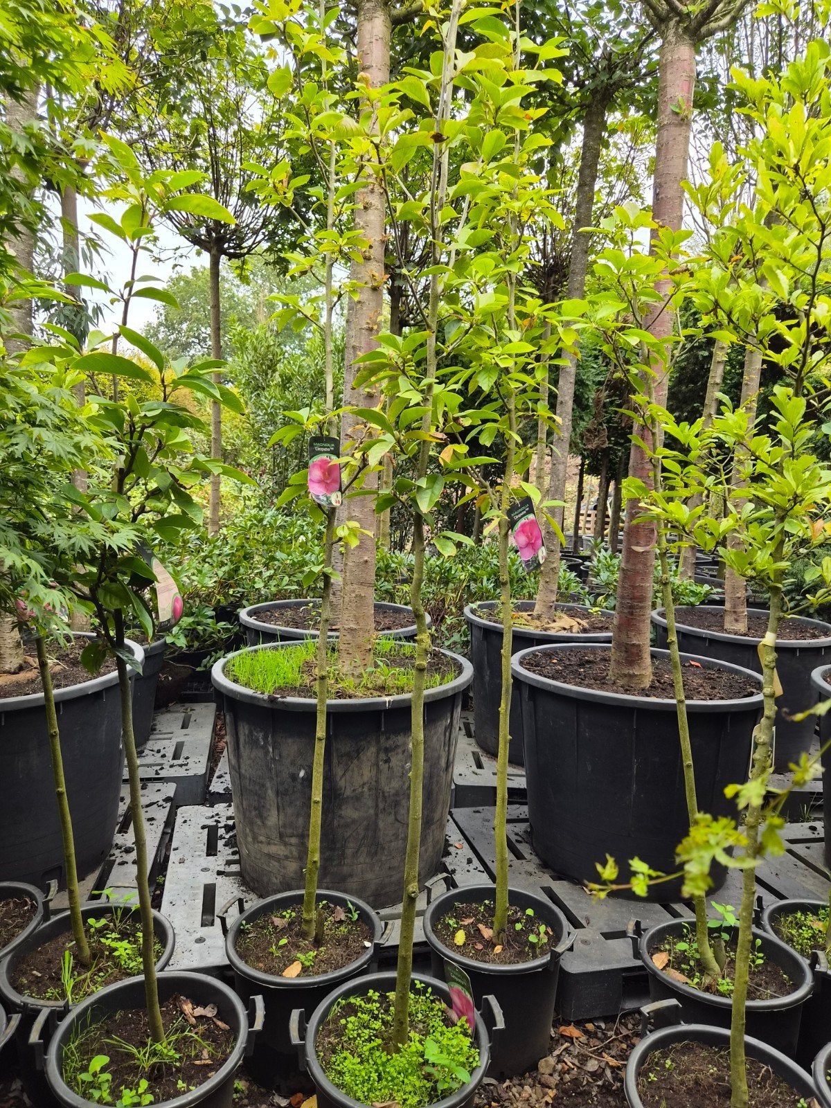 Magnolia 'Cleopatra' - Prachtige bloeiende boom, Tuin en Terras, Volle zon, Vaste plant, Lente, Ophalen