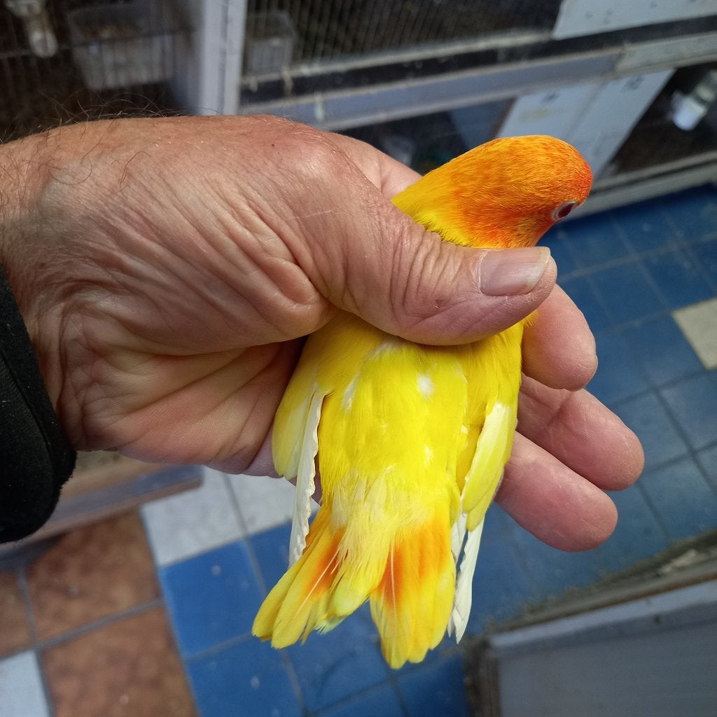 Fischeri, Dieren en Toebehoren, Vogels | Parkieten en Papegaaien, Geslacht onbekend, Dwergpapegaai of Agapornis, Geringd