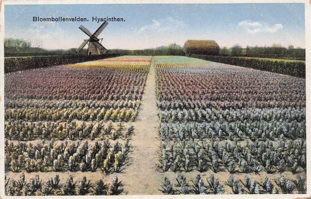 703-406-013 Bloembollenvelden Hyacinthen, Verzenden, Voor 1920, Noord-Holland