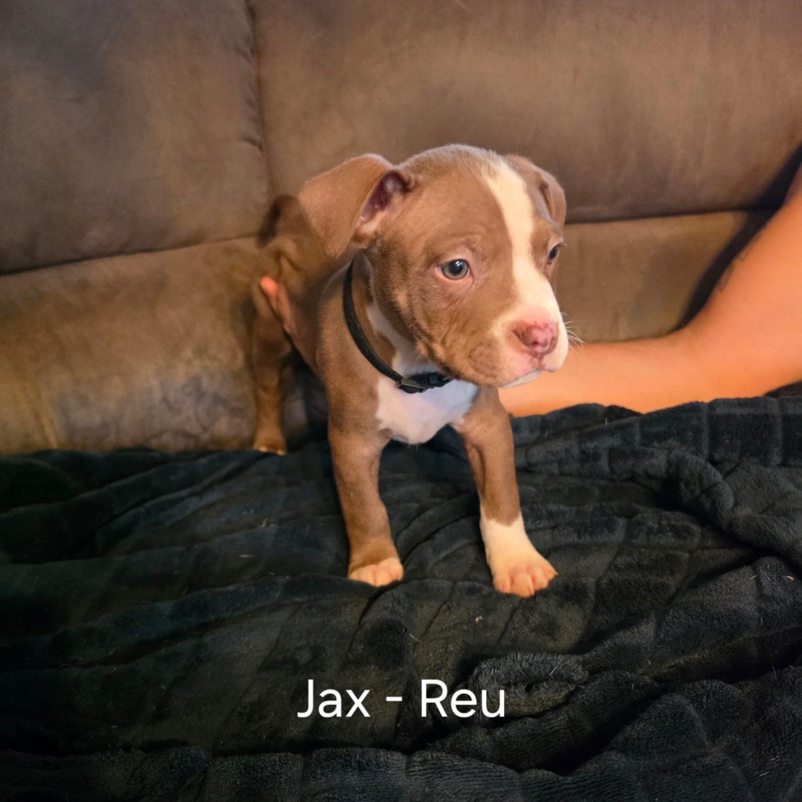 Update: 3 American Bully pups zoeken nog een liefdevol huis, Overige rassen, 8 tot 15 weken, Meerdere, Meerdere dieren