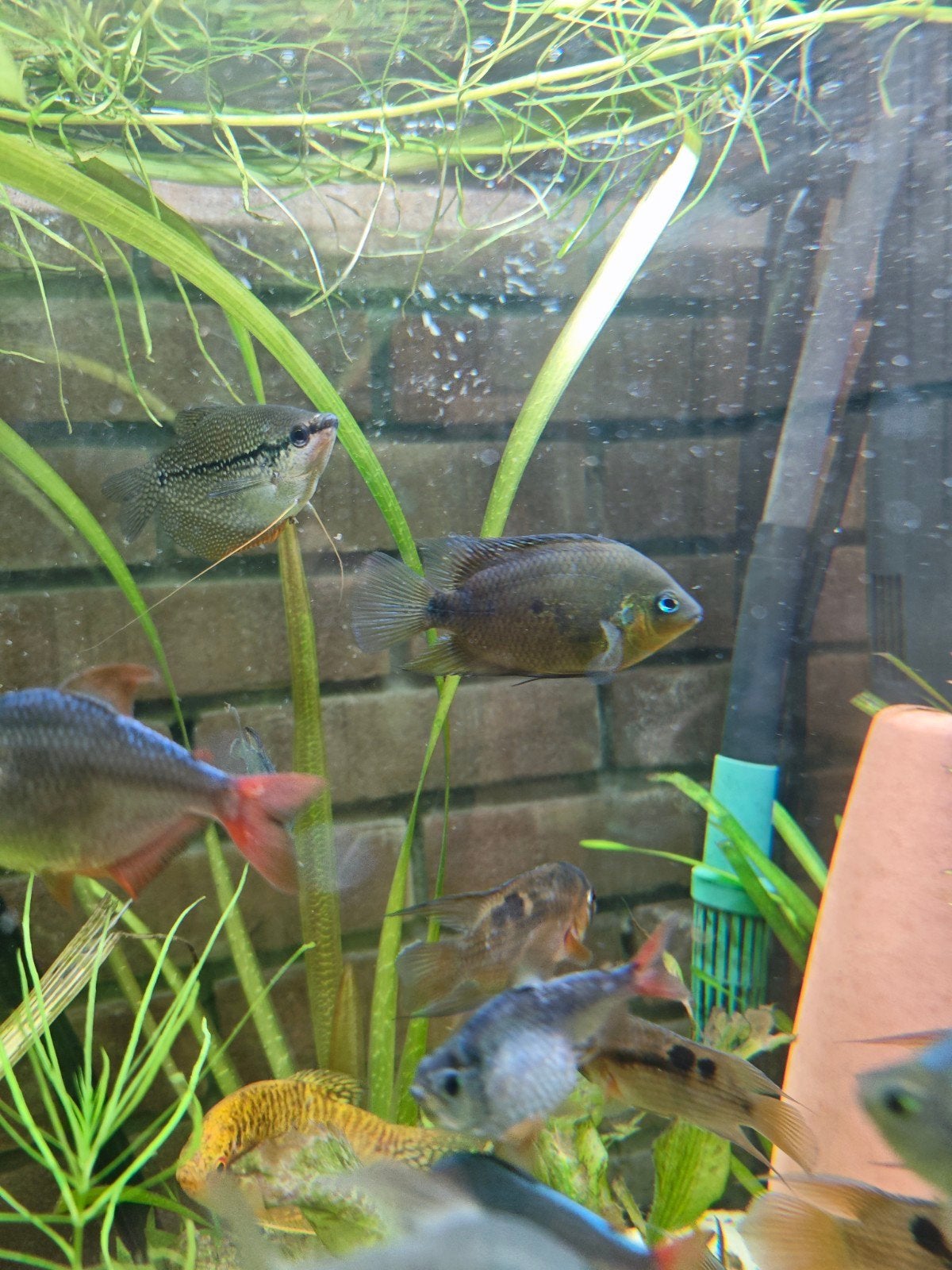 Amatitlania myrnae (Topaz Cichlid), Dieren en Toebehoren, Vissen | Aquariumvissen, Vis