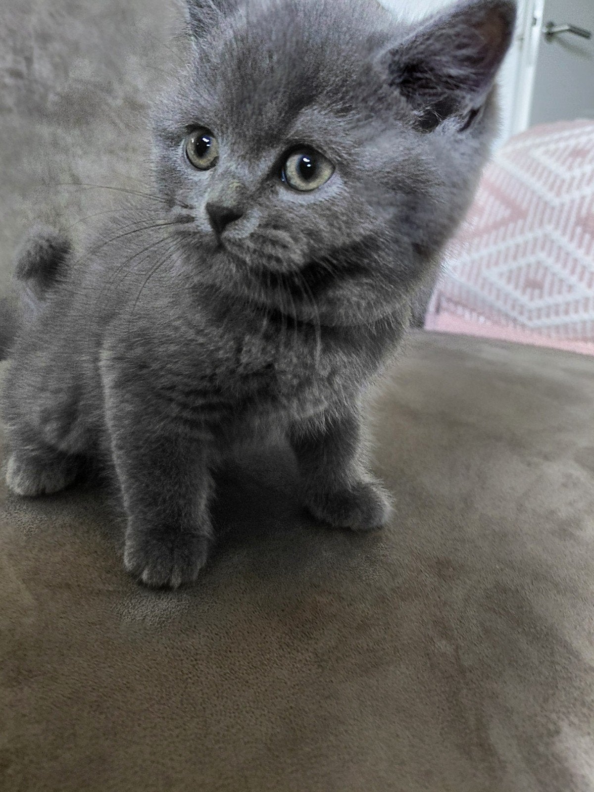 Raszuivere britsekorthaar blauw, Dieren en Toebehoren, Kater, Gechipt, 0 tot 2 jaar