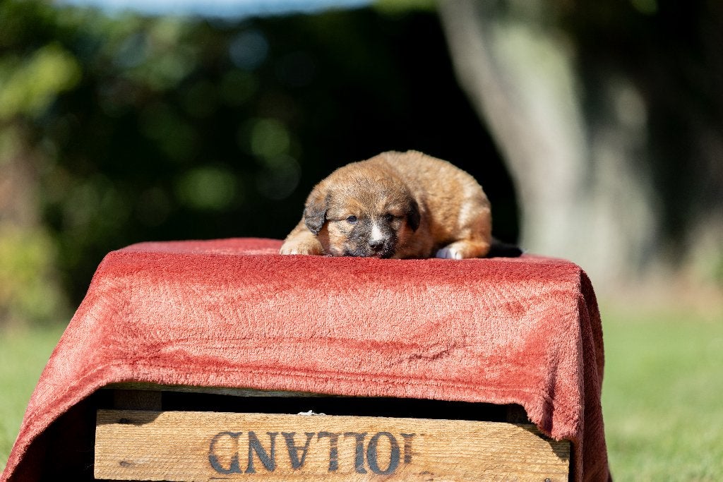 Gesocialiseerde Toller pups!, CDV (hondenziekte), 8 tot 15 weken, Meerdere, Nederland