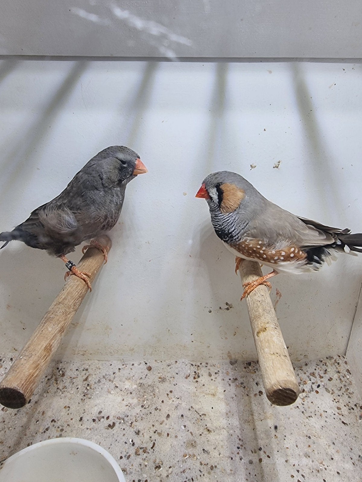 Te koop koppel split Charcoal Bleekrug, Dieren en Toebehoren, Vogels | Overige Vogels, Meerdere dieren