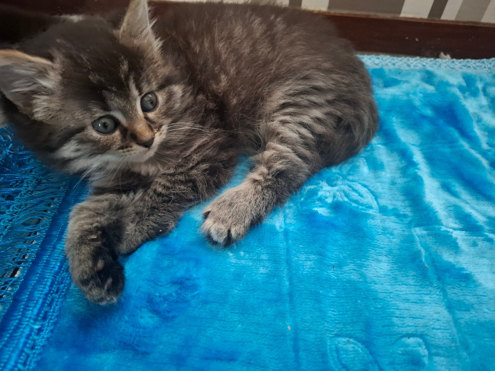 langharige half noorse boskat kitten, Poes, Ontwormd