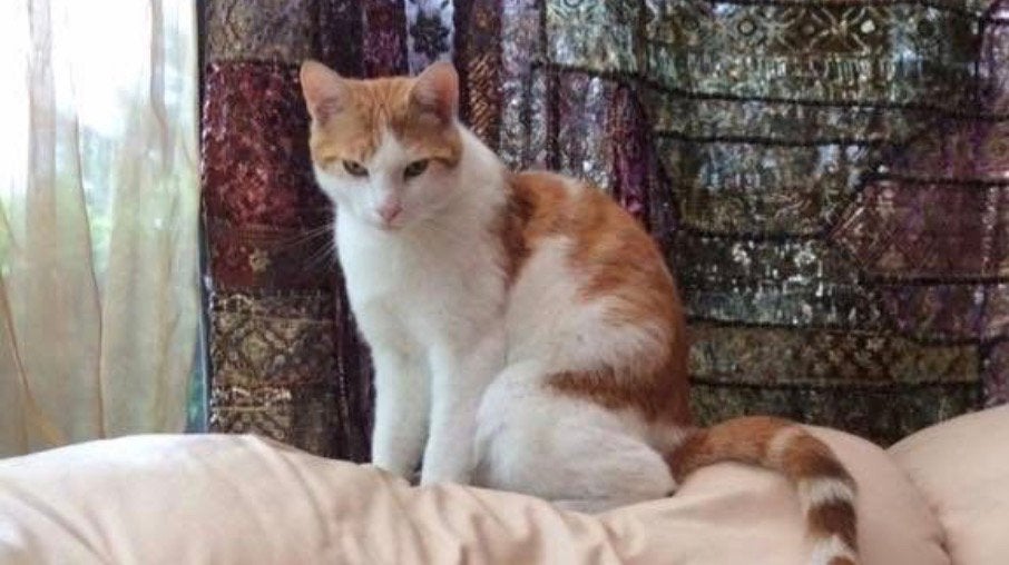 Katten oppas aan huis aangeboden, Dieren en Toebehoren, Poes