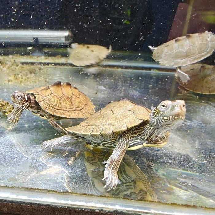 Graptemys kohni, Dieren en Toebehoren, Schildpad, 0 tot 2 jaar