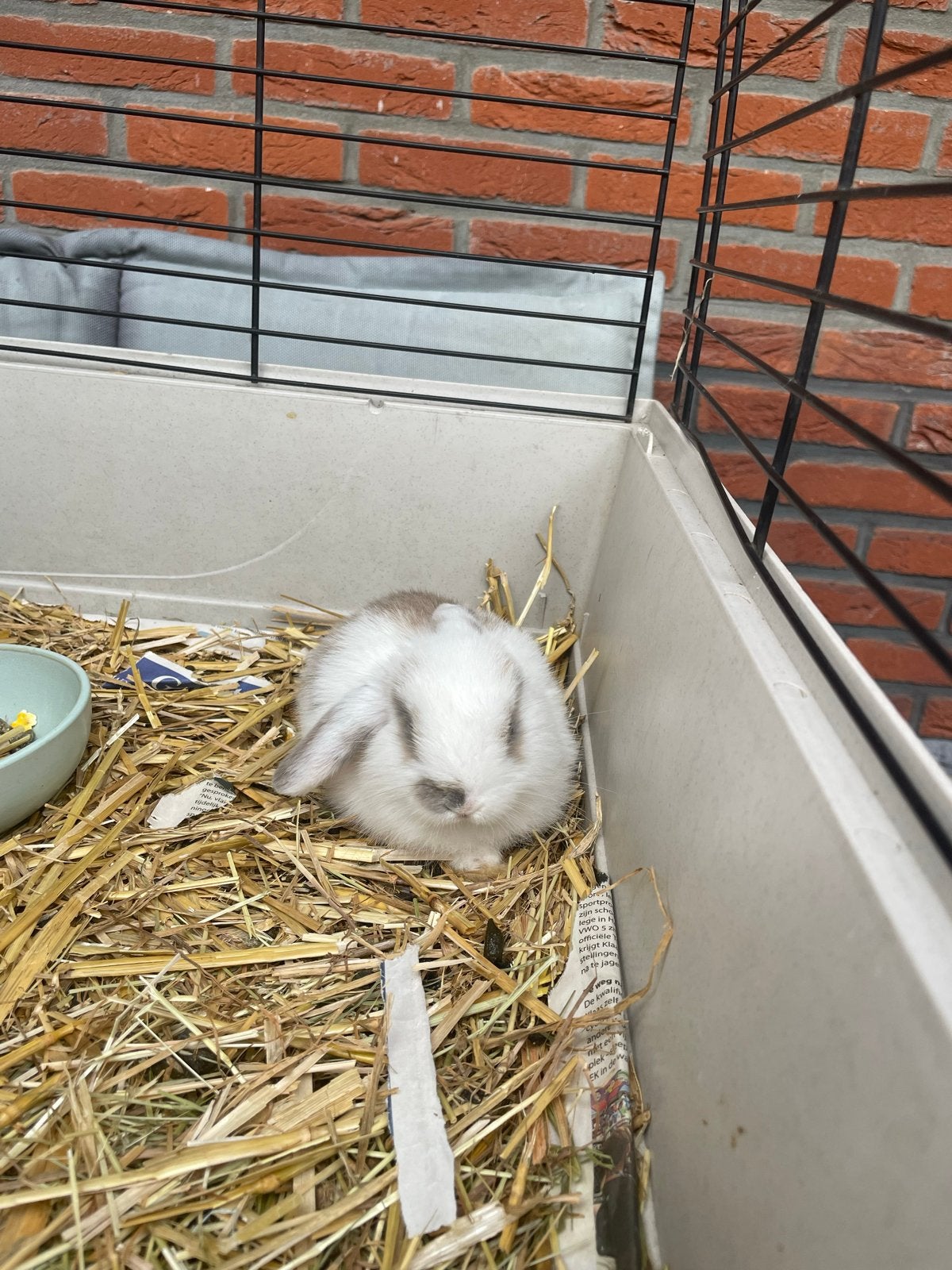 Baby konijnen, Dieren en Toebehoren, Meerdere dieren, Dwerg, Hangoor, 0 tot 2 jaar