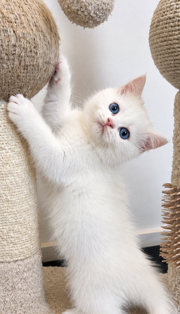 Prachtige brits lang/korthaar kittens ( 4meisjes en 1 jonge), Meerdere dieren, Ontwormd, 0 tot 2 jaar