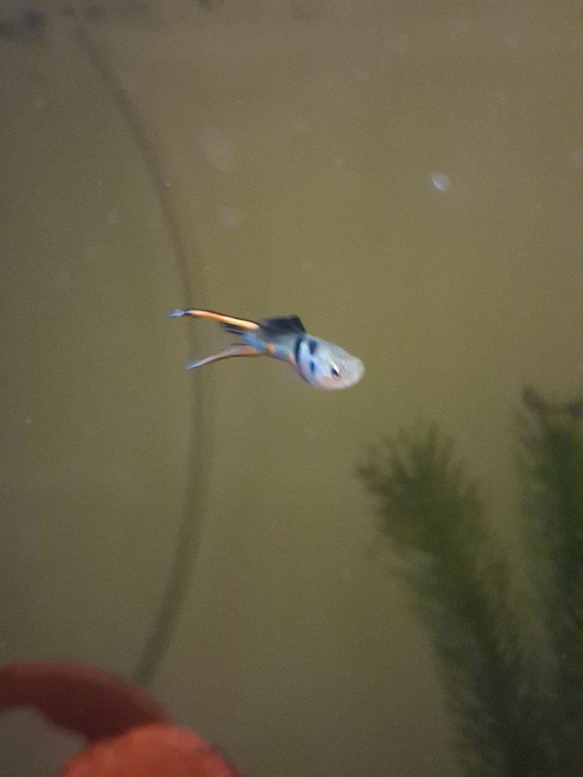 Mooie El tiger (green) endler gup.
Lastig om goede foto's te, Zoetwatervis