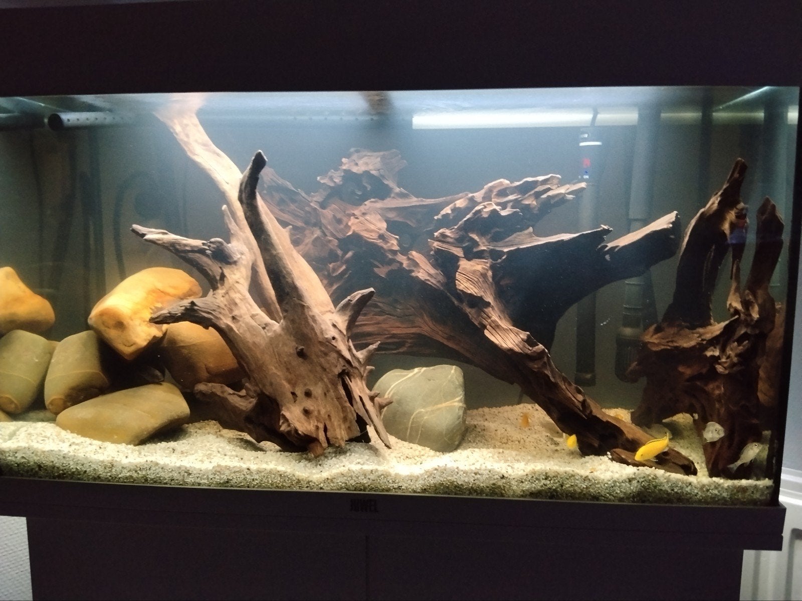 Gezocht kreeften, Dieren en Toebehoren, Ophalen of Verzenden, Nieuw, Plant(en), Steen of Hout