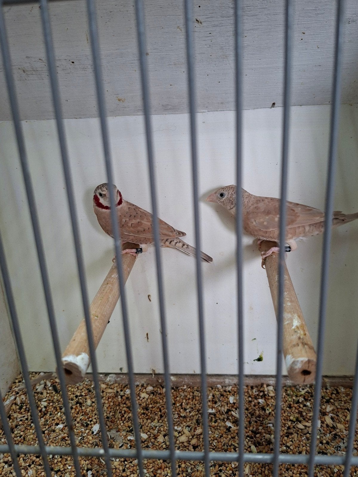 Bandvinken koppels en losse mannen, Dieren en Toebehoren, Vogels | Overige Vogels, Meerdere dieren