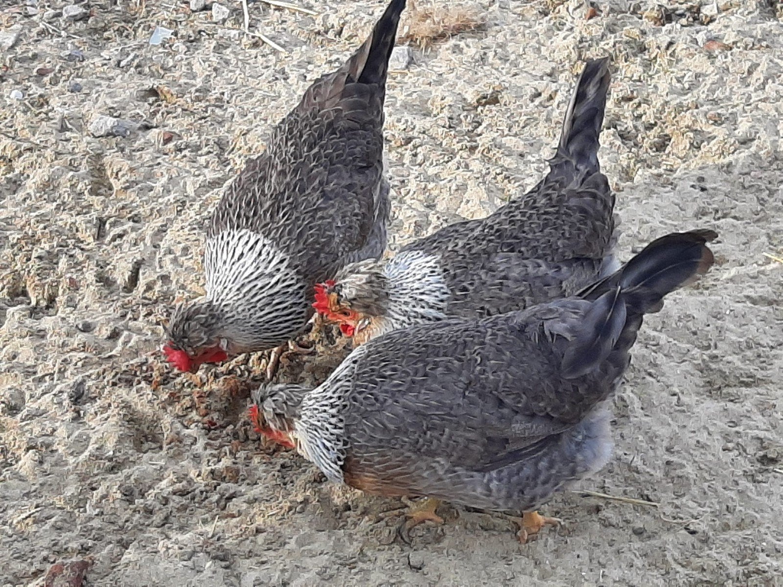 Broedeieren Cream Legbar kippen, Dieren en Toebehoren, Pluimvee, Geslacht onbekend, Kip