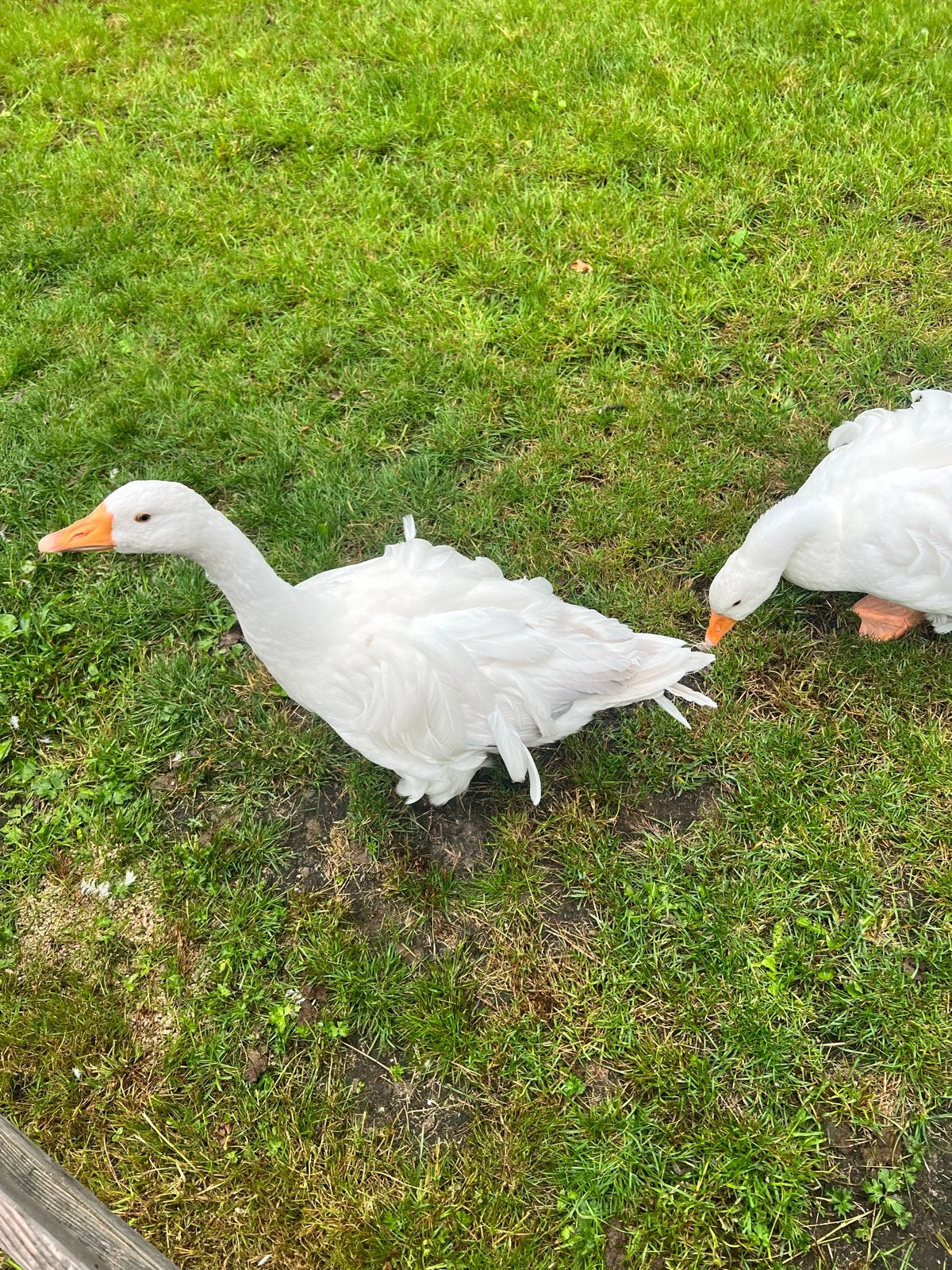 Sebastopel ganzen, Dieren en Toebehoren, Pluimvee, Meerdere dieren, Gans of Zwaan