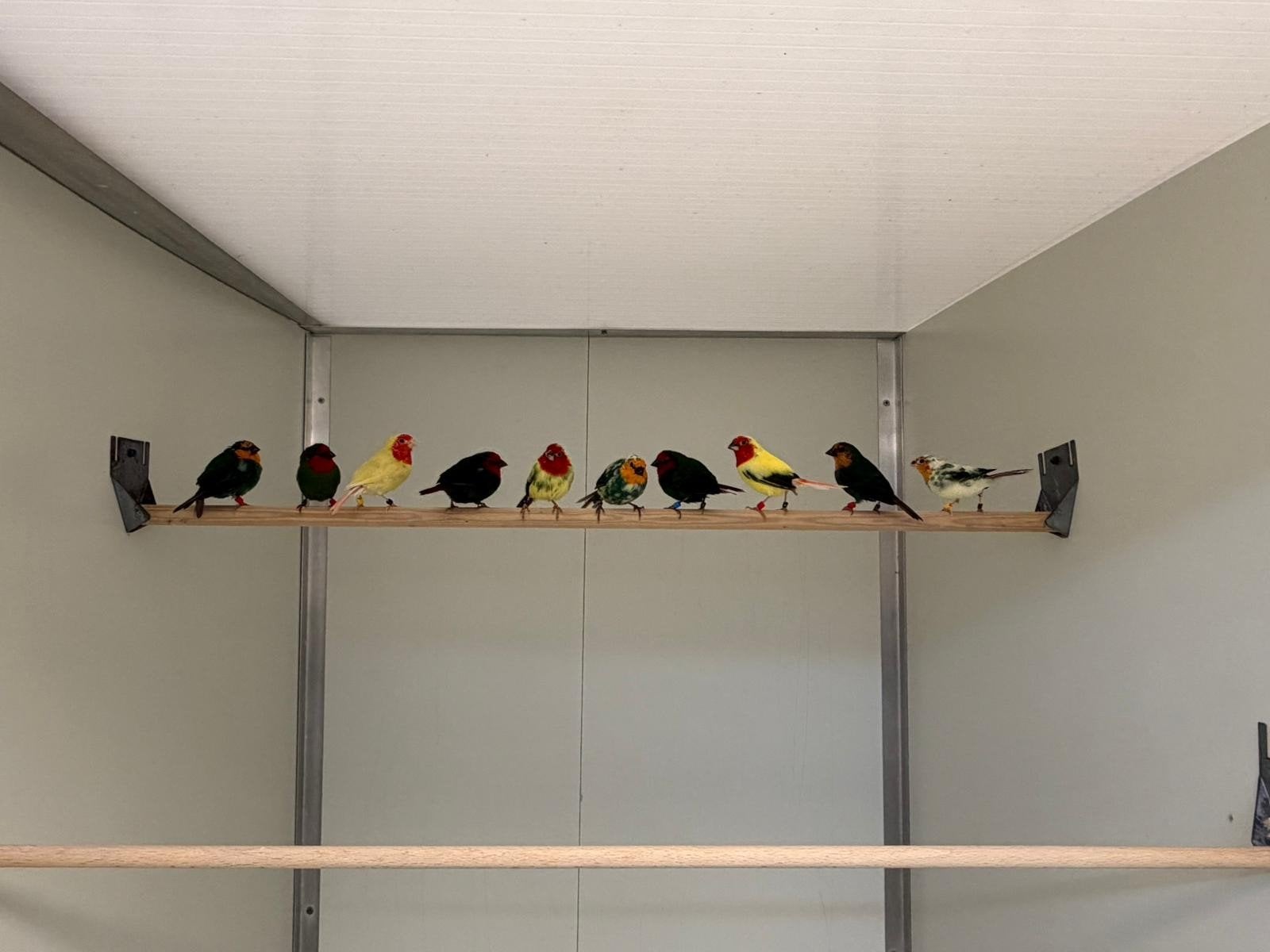 SCHITTERENDE PAPEGAAIAMADINES BESCHIKBAAR!, Dieren en Toebehoren, Meerdere dieren, Tropenvogel, Geringd