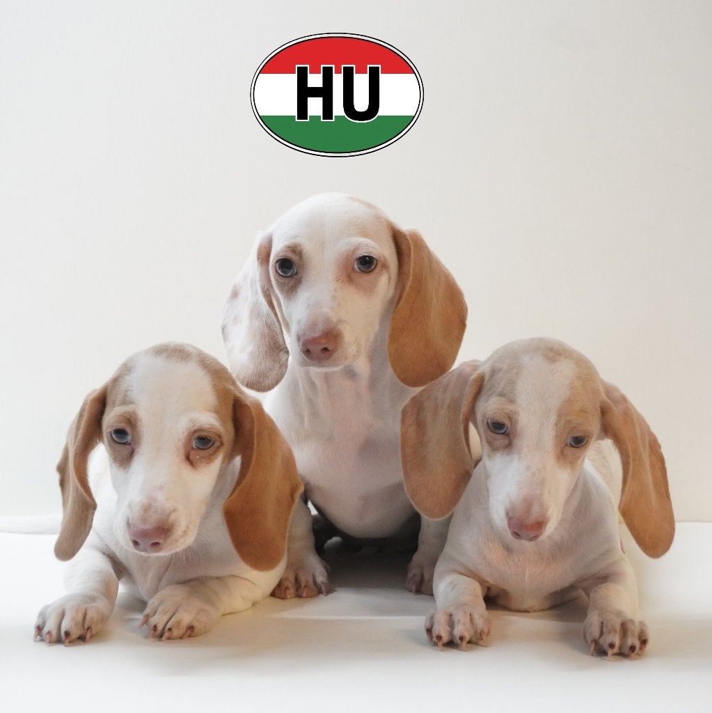 Super schattige Kortharige Teckel pups te koop, 15 weken tot 1 jaar, Handelaar, Dwerg, Parvo