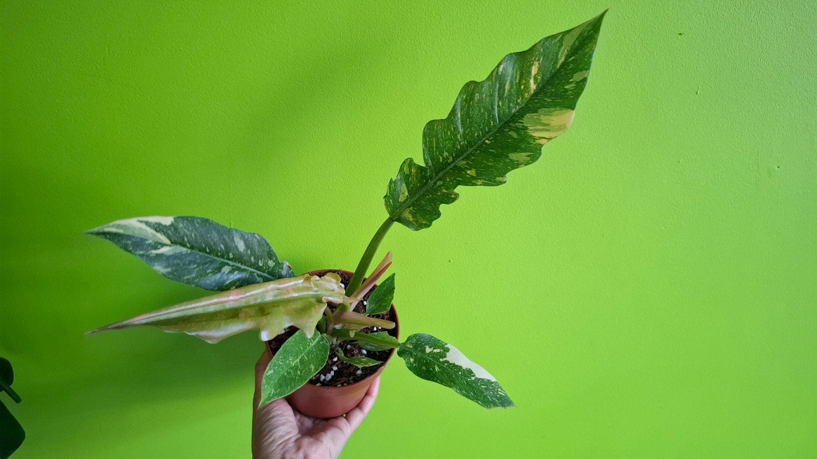 Philodendron Ring of Fire - MOET WEG! potmaat 10.5, Overige soorten, Vaste plant, Ophalen of Verzenden, Bloeit niet