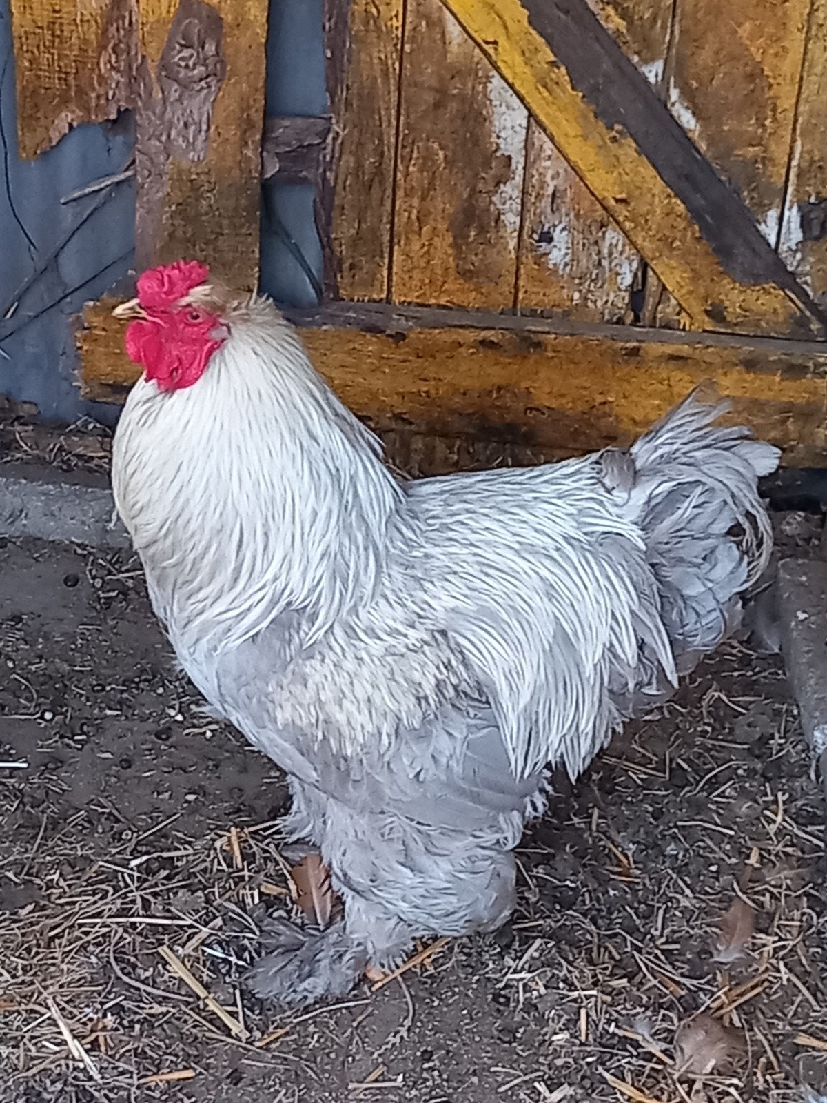 grote brahma haan, Mannelijk, Kip