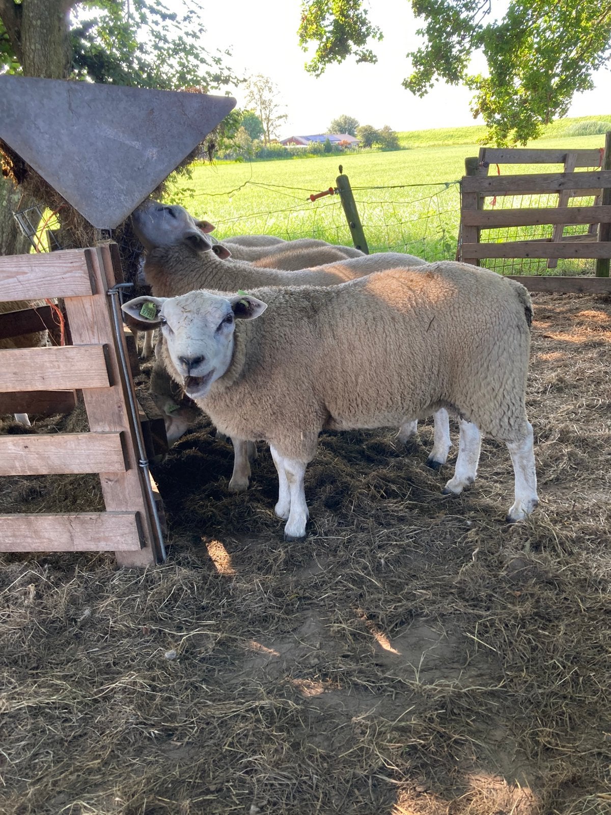 Dekrammen, Mannelijk, Schaap